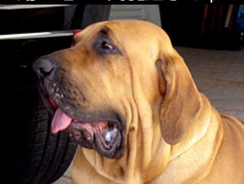 Mascotas, animales, bichos... que tanto nos gustan! IMG-20210121-145420-811