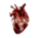 realistic heart