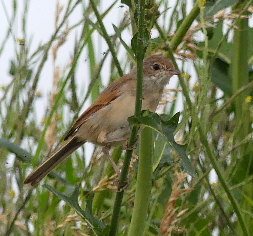 WHITETHROAT 2 310724