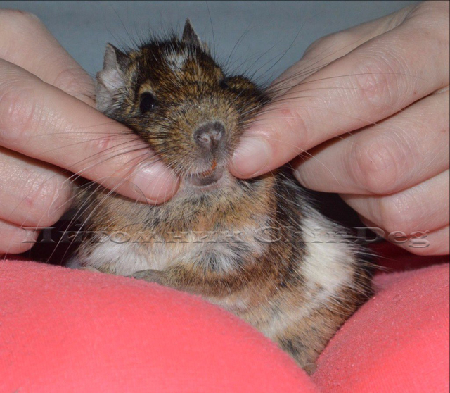 R4mdWVRLPDI