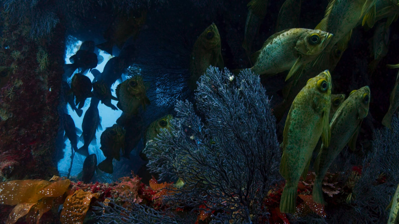 Blue Planet II S01E01 One Ocean (1080p x265 10bit Tigole).mkv_sn