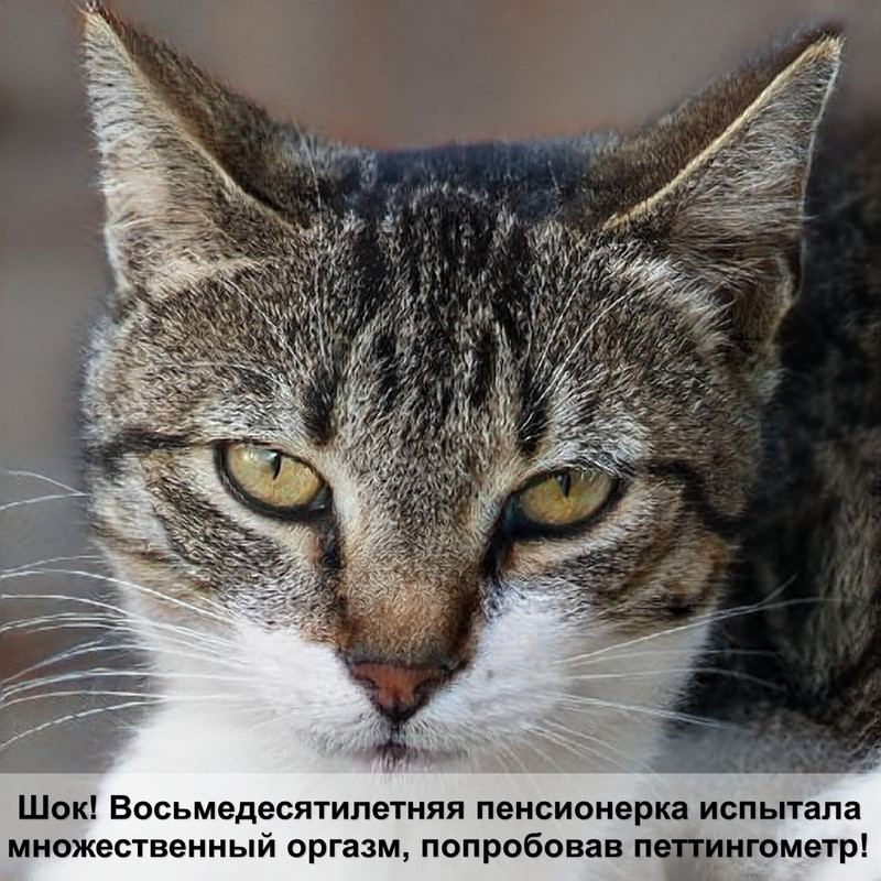 как правильно стричь когти кошке