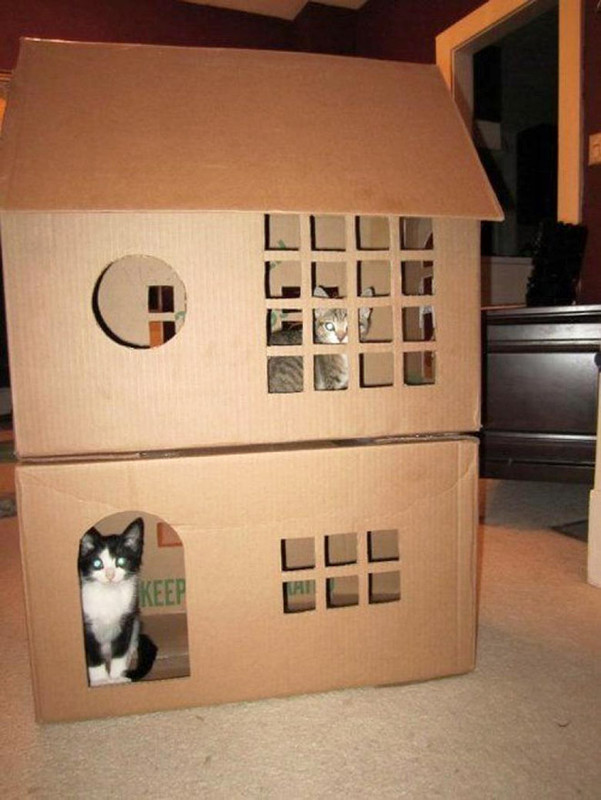 cat-forts17.jpg