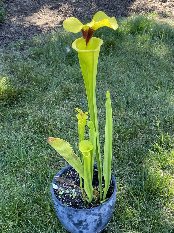 Bob Hanrahan grown by adaetz100, 2022-05