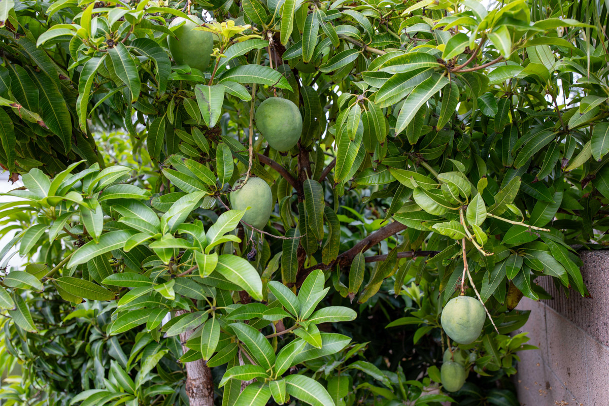 8U1A7130  Peach Cobbler Fruit Hanging on Tree (10-25-2024)