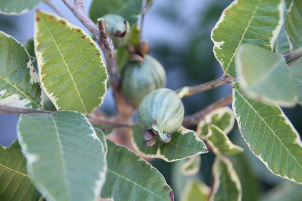 guava