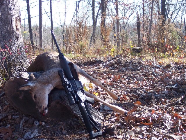 223 adequate for coyotes? - 24hourcampfire