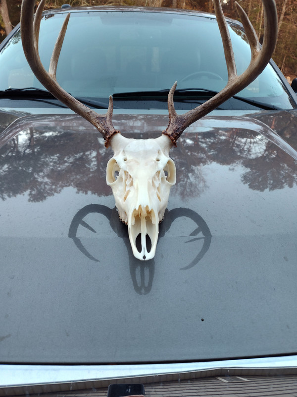 IMG_20241220_074356887_HDR