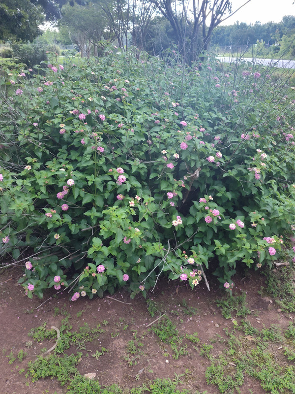 IMG_20250610_173313794_HDR