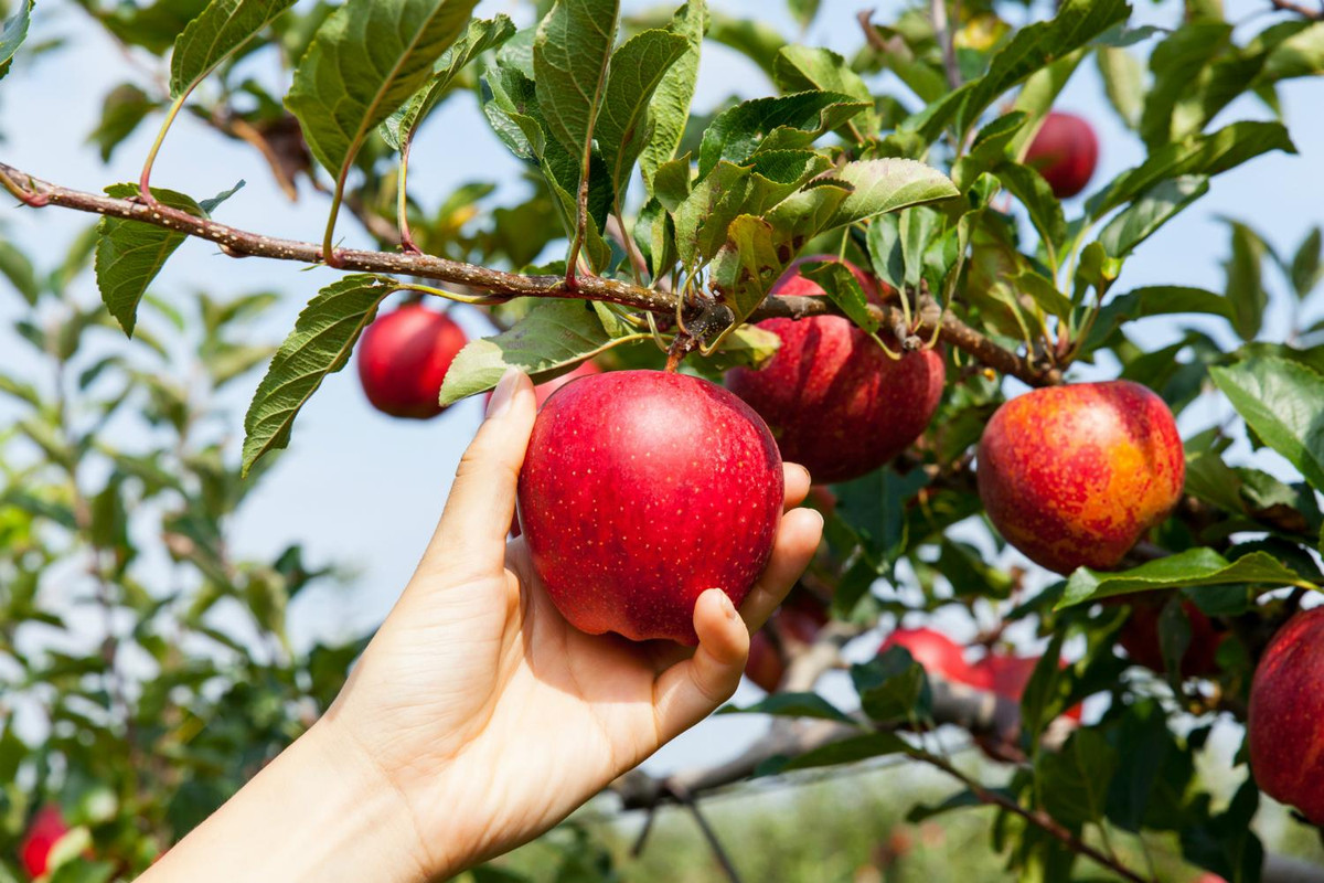 Уход за яблонями осенью что нужно сделать для успешной зимовки растений