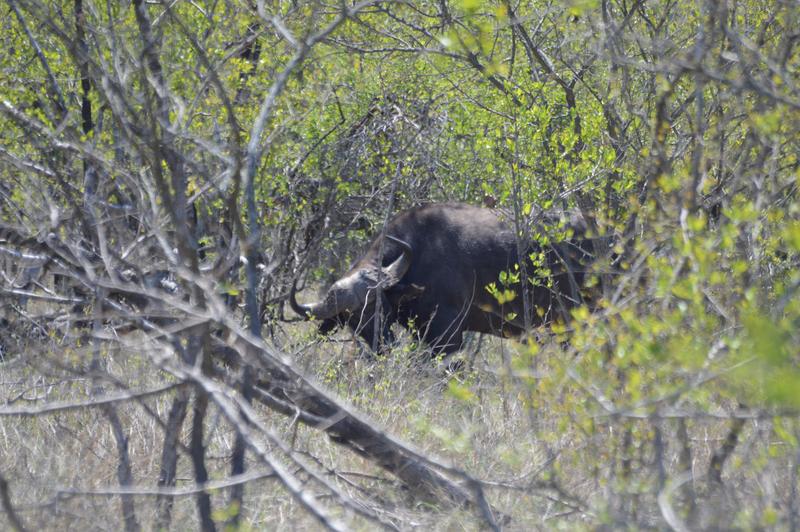 DÍA 7: KRUGER (Berg-en-Dal) - Sudáfrica y Seychelles 2018 - Una Honeymoon llena de vida (11)