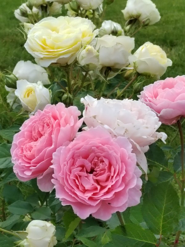 https://i.postimg.cc/tT81TdqP/054-IMG-20230706-114559.jpg