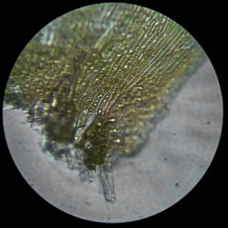 IMG 20250614 210312 HDR