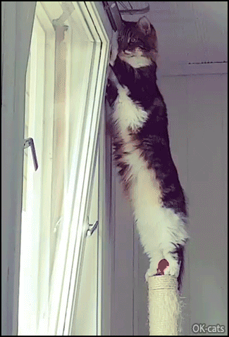 Funny-Cat-GIF-Curious-standing-cat-looking-outside-through-the-window.gif