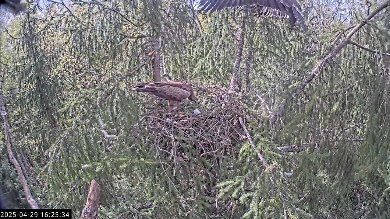 LVM mazais ērglis Lisiņa, egle2 – Lesser Spotted Eagle 13-11-4 screenshot