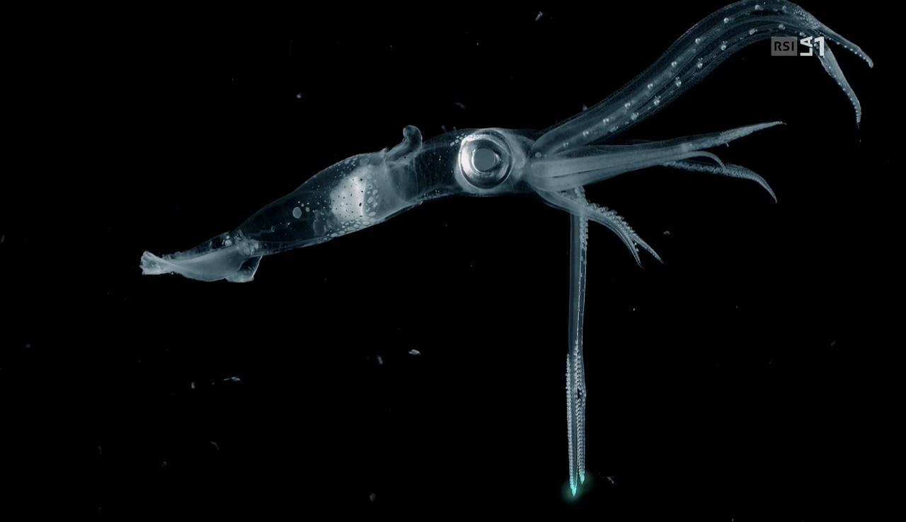 vlcsnap-2016-12-08-09h37m18s895