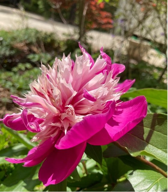 [Image: Peony2.jpg]
