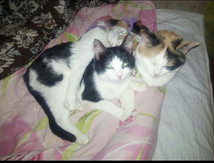 Мандаринка