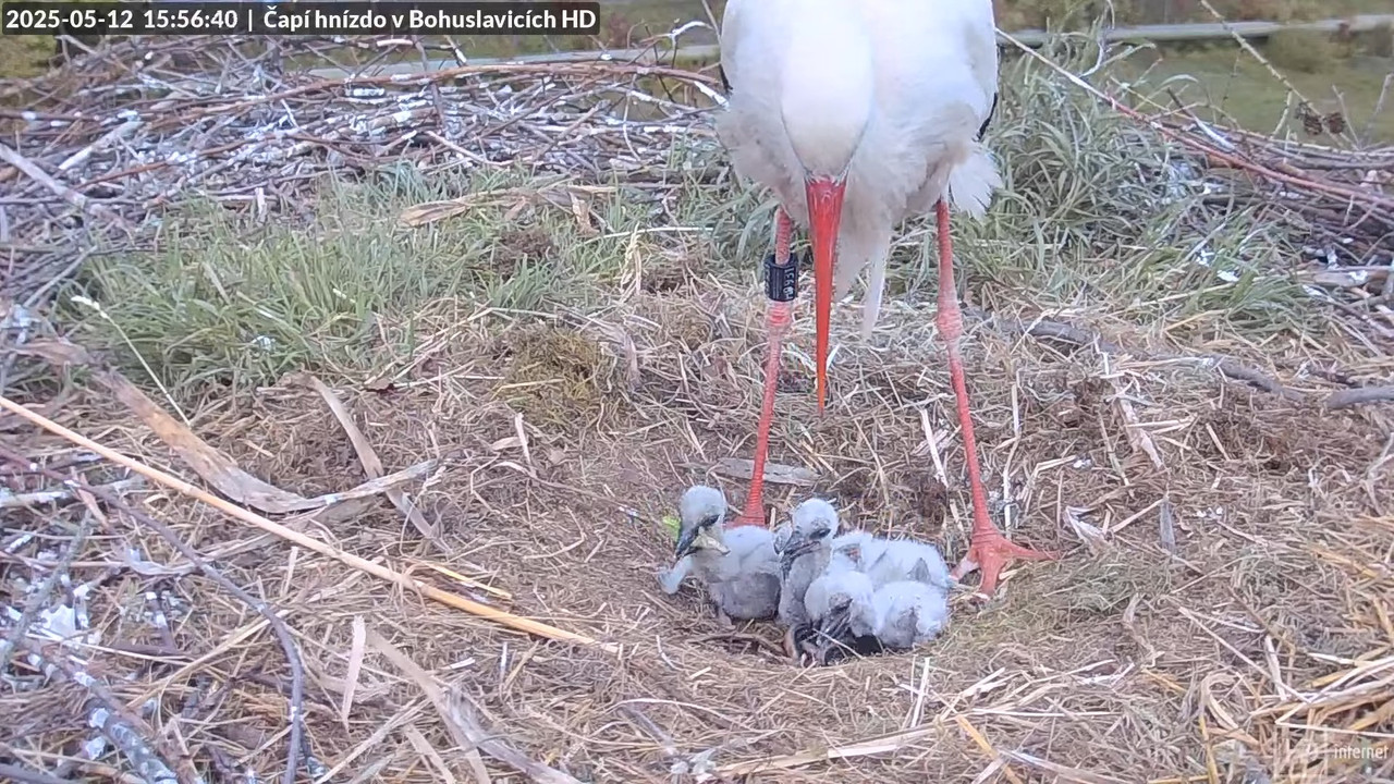 Tiešraide no stārķu skursteņa Bohuslavicē netālu no Trutnovas HD kvalitātē 8-4-4 screenshot