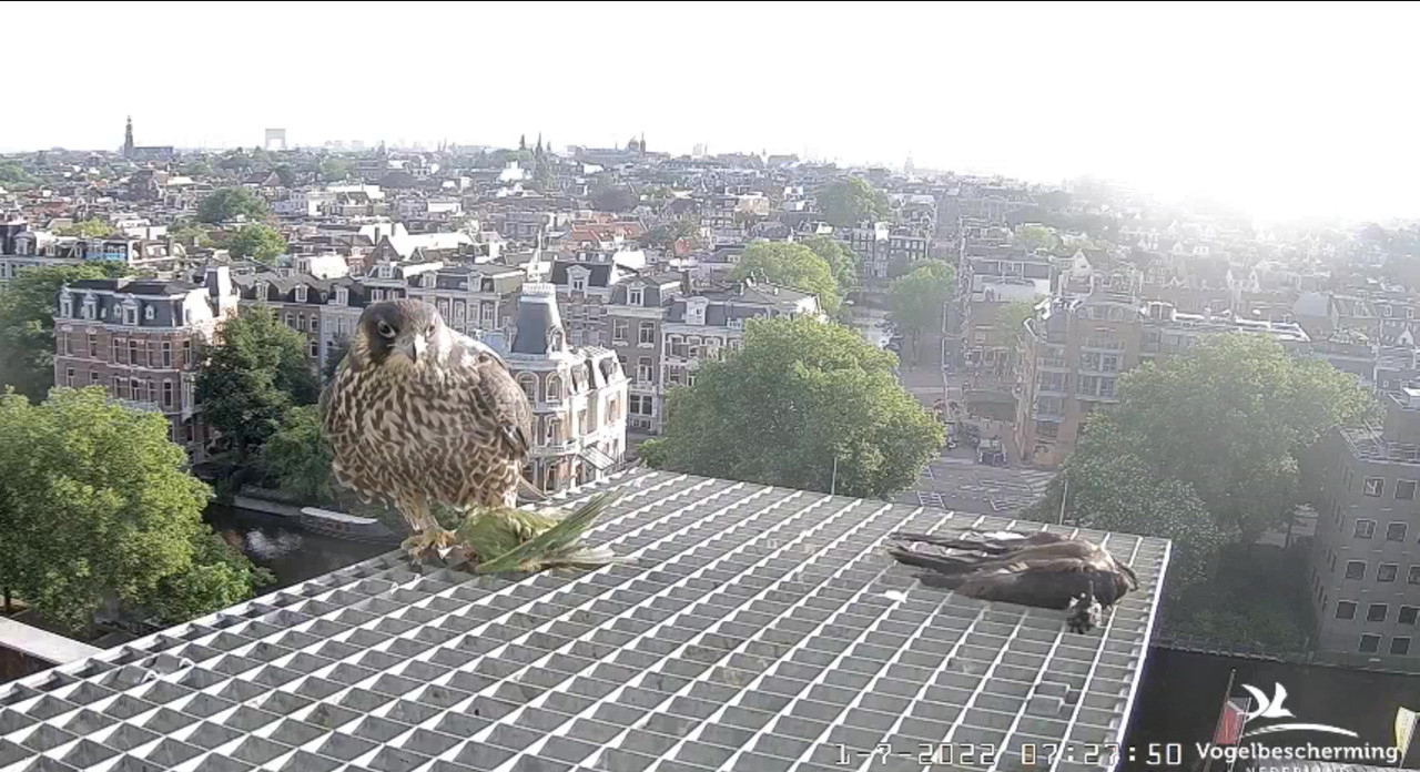 Amsterdam/Rijksmuseum screenshots © Beleef de Lente/Vogelbescherming Nederland - Pagina 35 Video-2022-07-01-073222-Moment