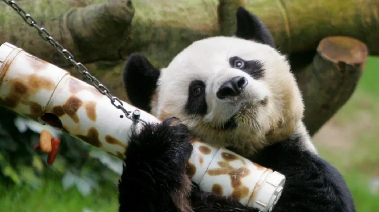 Hong Kong: muere el panda gigante macho más viejo en cautiverio