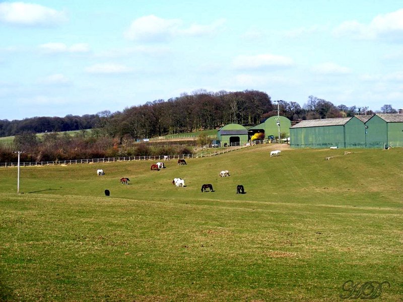 horses-plume-HD.jpg