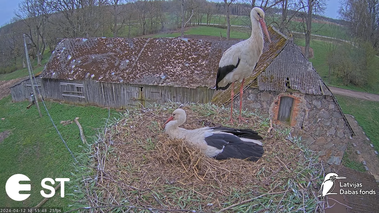 Baltie stārķi (Ciconia ciconia) Tukuma novadā - LDF tiešraide __ White storks in Tukums, Latvia 15-0