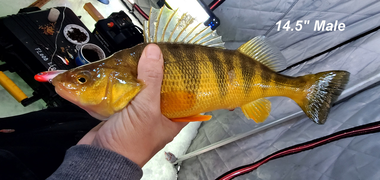 CASCADE PERCH 2 (2)