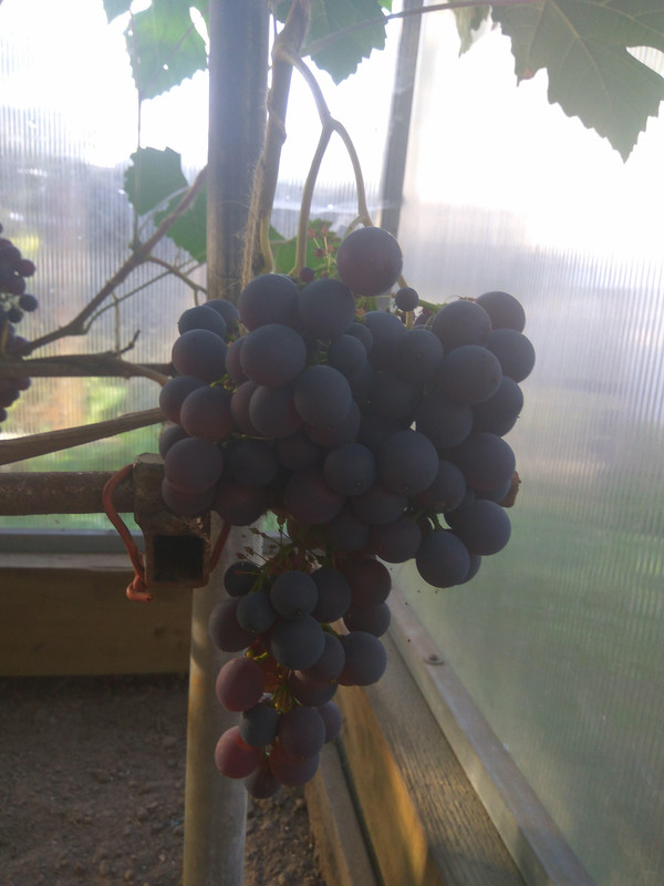 Загадка Шарова фото от 22.08.2018