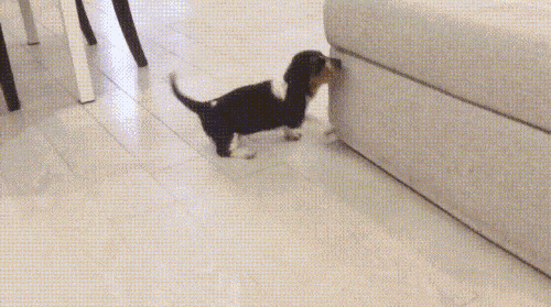 daily-gifdump-3412-09.gif