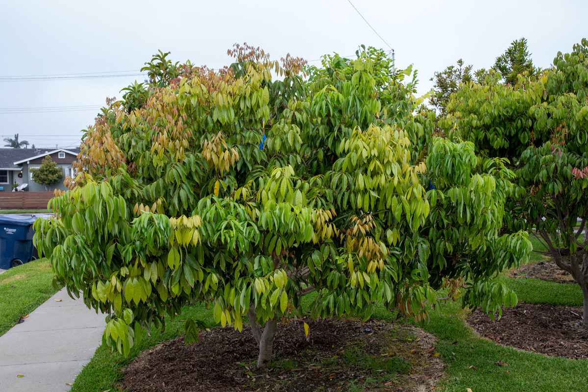 8U1A5076  Mauritius Lychee Tree with Grafts & New Growth (8-6-2025)