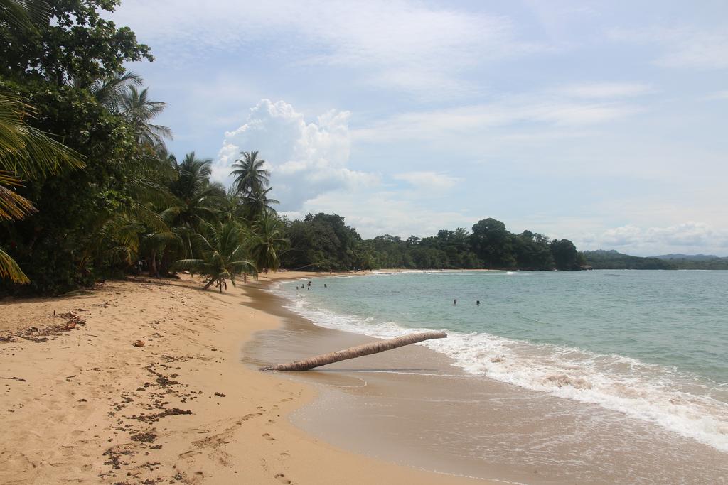 DIA 6: REFUGIO NACIONAL GANDOCA-MANZANILLO - DE TORTUGAS Y PEREZOSOS. COSTA RICA 2019 (19)