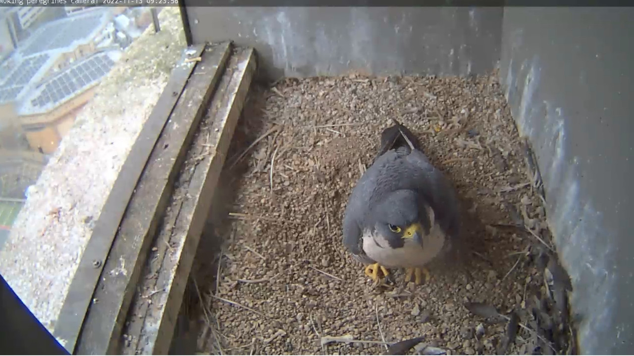 Woking Peregrines, Export House - Pagina 4 2022-11-13-100714