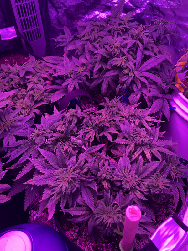 DCE3BDEF-B70A-46AB-962B-F2186162F0AA