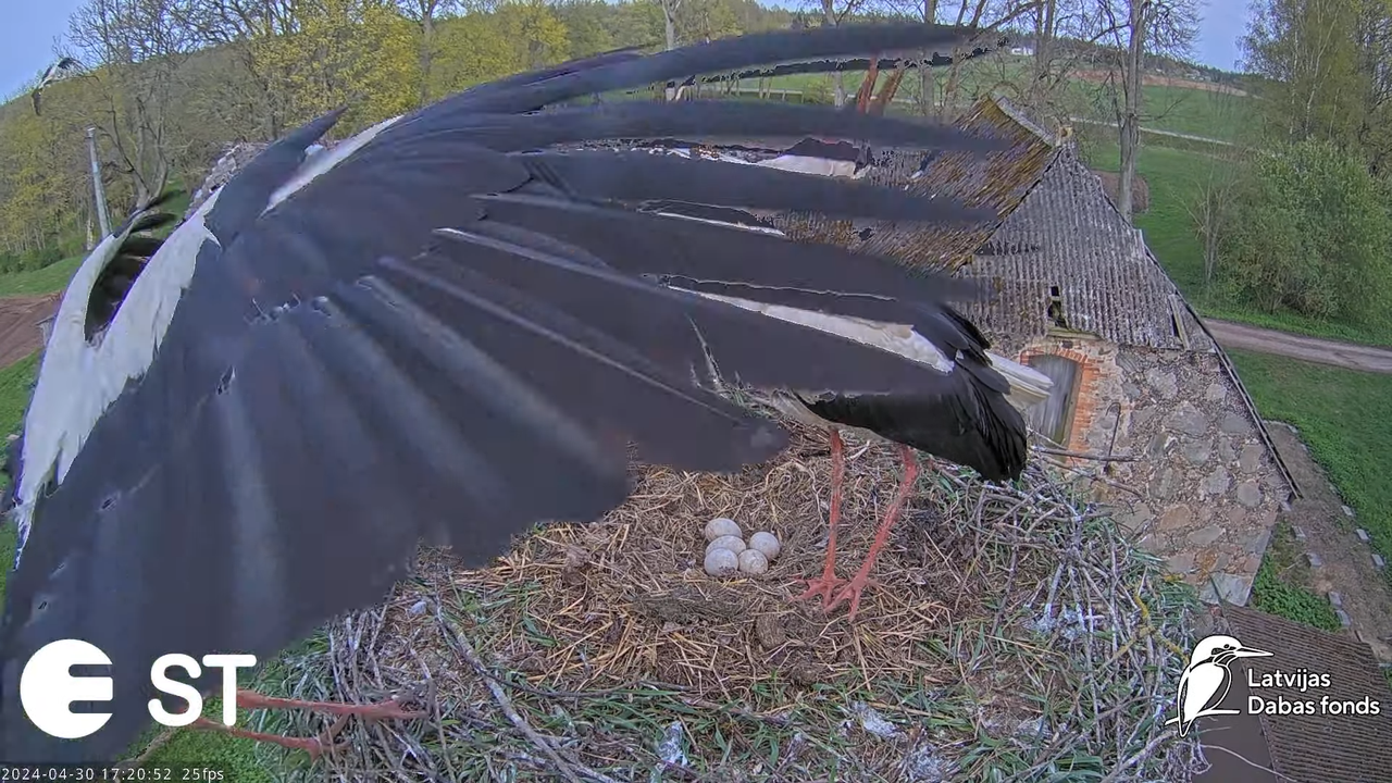 Baltie stārķi (Ciconia ciconia) Tukuma novadā - LDF tiešraide __ White storks in Tukums, Latvia 9-53