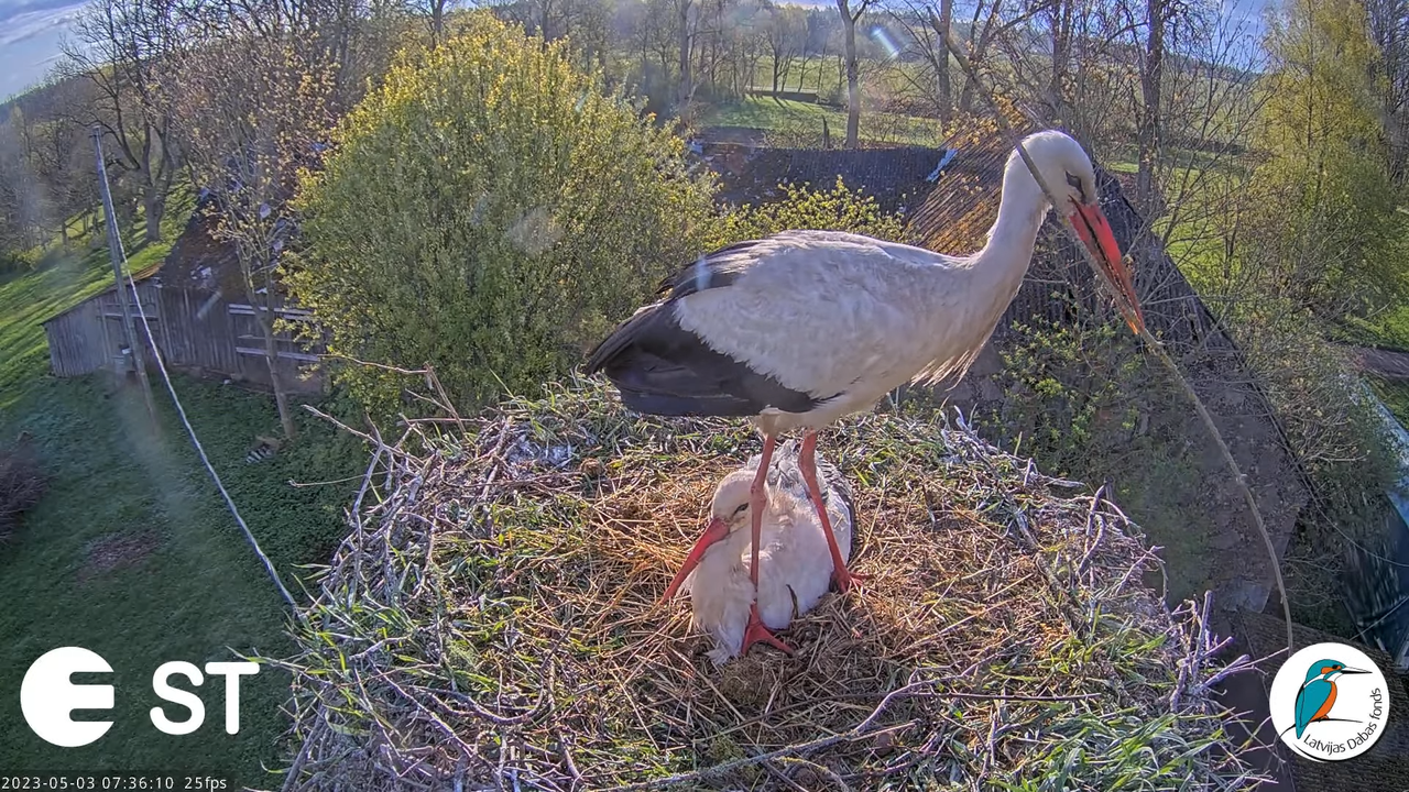 Baltie stārķi (Ciconia ciconia) Tukuma novadā - LDF tiešraide __ White storks in Tukums, Latvia 5-5-