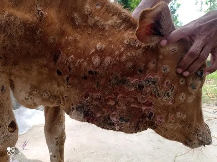 গরুর লাম্পি স্কিন ডিজিজ