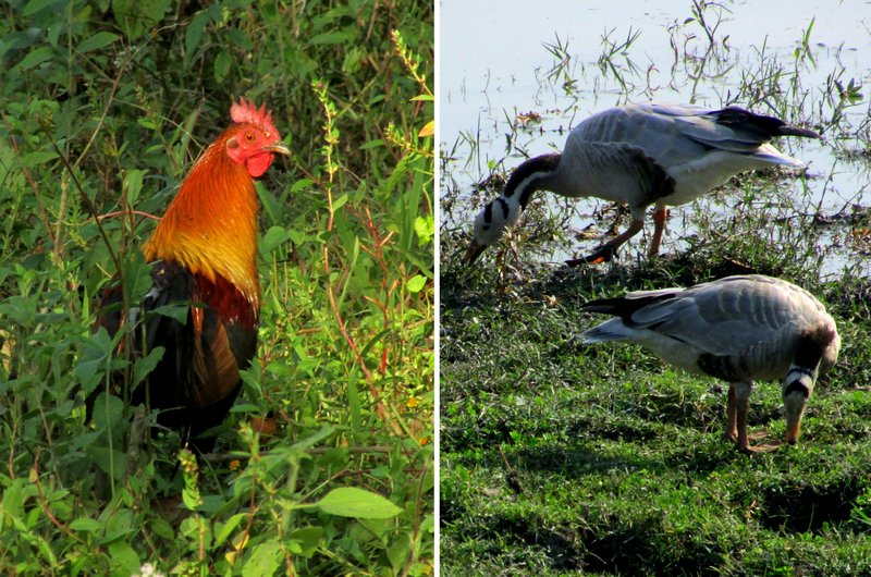 Safari por el Parque Nacional de Kaziranga (Assam) - INDIA: Bambú, gurú y bodorrio hindú (15)