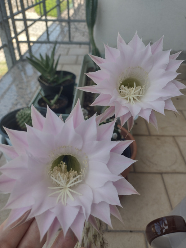 IMG_20230804_084319831_HDR