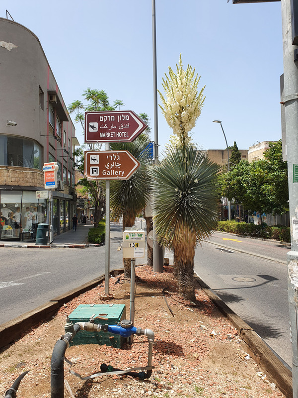 Цветущая юкка на перекрёстке улиц Герцль и Арлозоров в Хайфе