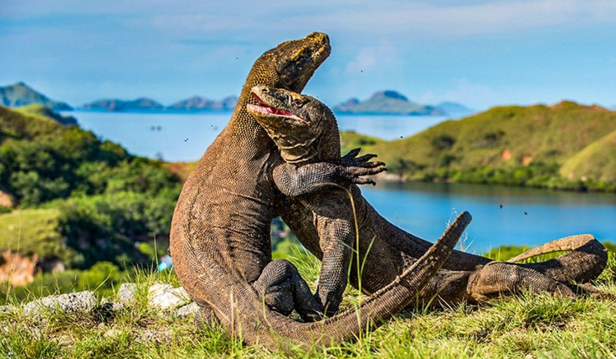 Petualangan di Taman Nasional Komodo, Daya Tarik Utama Tempat Liburan Labuan Bajo