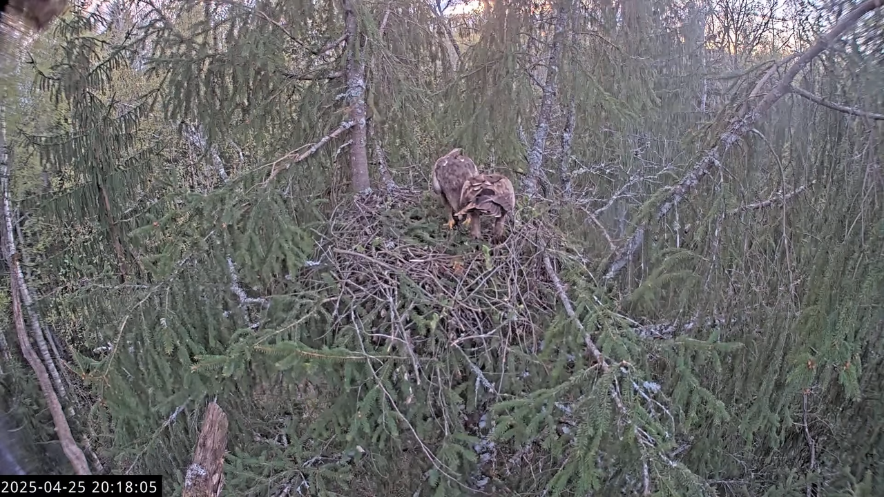 LVM mazais ērglis Lisiņa, egle2 – Lesser Spotted Eagle 16-1-43 screenshot