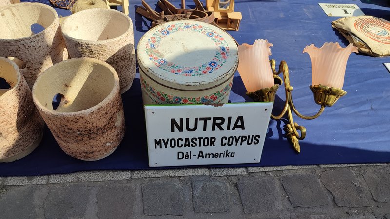Kép