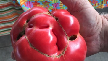 deformaciidomati