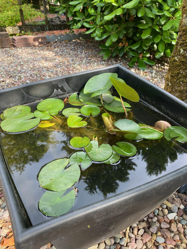 xin lotus và ngắm bông 3