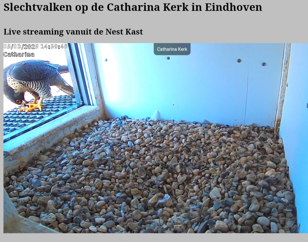 Screenshot_20250305_150009_Chrome