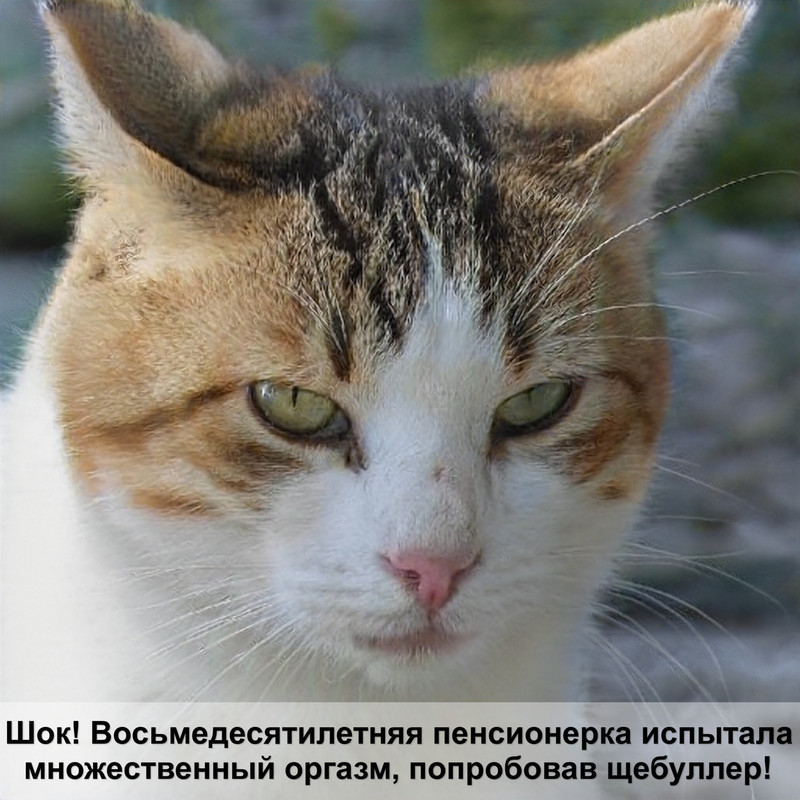 у кошки выпадает глаз