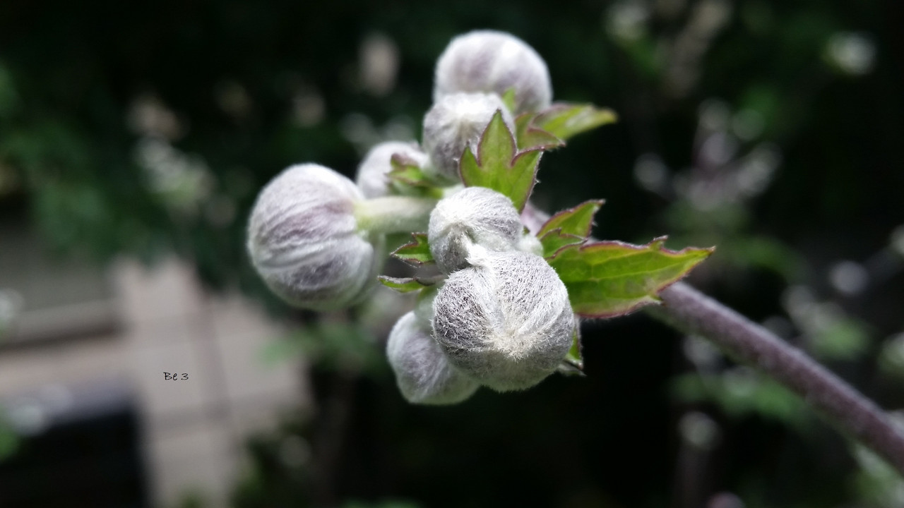 [Image: flower.jpg]