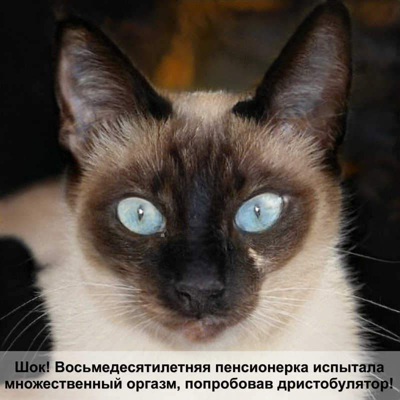 кошка британка окрас шиншилла