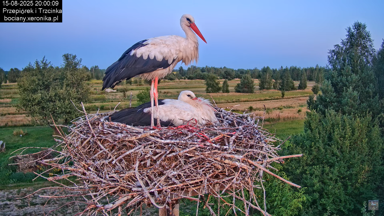 15082025bociany36